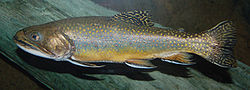 250px-Brook Trout Salvelinus fontinalis 2900px.jpg