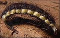 Solmularva.jpg