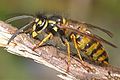 800px-Vespula vulgaris5.jpg