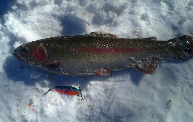 Tiedosto:Kirjolohi 48cm.jpg