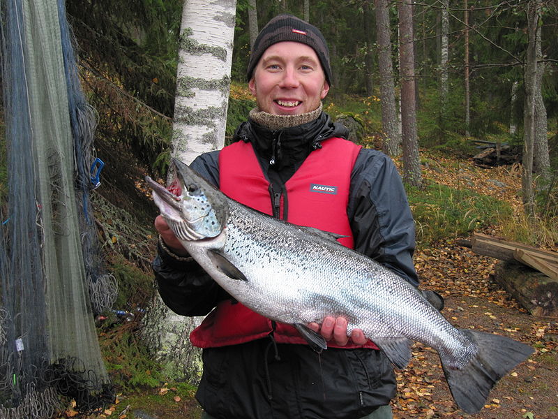 Tiedosto:Puula 2010 syksy 051.JPG