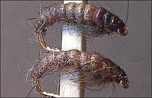 Peruslarva.jpg