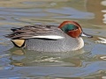 Eurasian Teal male RWD.jpg