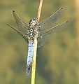 Orthetrum cancellatum male.JPG