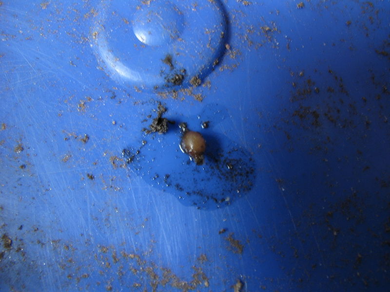 Tiedosto:Madon muna.JPG