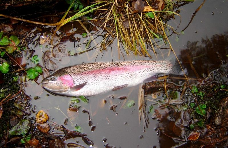 Tiedosto:Kirjolohi .jpg